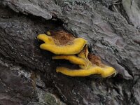 Phaeolus schweinitzii 2, Dennenvoetzwam, Saxifraga-Luuk Vermeer