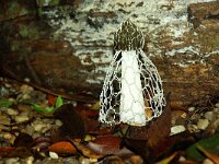 Phallus impudicus var togatus 38, Gesluierde dame, Saxifraga-Foto Fitis-Sytske Dijksen