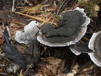 Phellodon niger 2, Blauwzwarte stekelzwam, Saxifraga-Willem van Kruijsbergen
