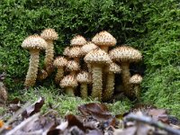 Pholiota squarrosa, Shaggy pholiota