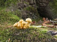 Pholiota squarrosa 12, Schubbige bundelzwam, Saxifraga-Jan Nijendijk