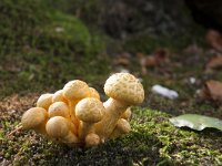 Pholiota squarrosa 13, Schubbige bundelzwam, Saxifraga-Jan Nijendijk
