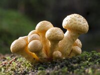 Pholiota squarrosa 14, Schubbige bundelzwam, Saxifraga-Jan Nijendijk
