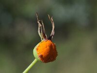 Phragmidium rosae-pimpinellifoliae