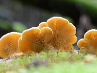 Phyllotopsis nidulans