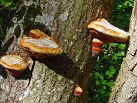 Piptoporus quercinus