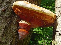 Piptoporus quercinus 2, Saxifraga-Hans Hogenhuis