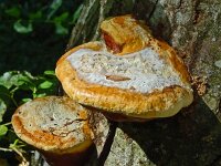 Piptoporus quercinus 3, Saxifraga-Hans Hogenhuis