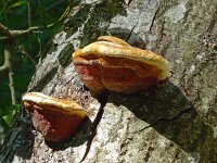 Piptoporus quercinus 5, Saxifraga-Hans Hogenhuis