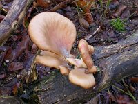 Pleurotus cornucopiae