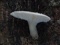 Pleurotus dryinus