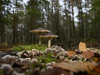 Pluteus cervinus 5, Gewone hertenzwam, Saxifraga-Luuk Vermeer