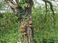Polyporus squamosus 12, Zadelzwam, Saxifraga-Hans Grotenhuis