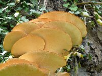 Polyporus squamosus 14, Zadelzwam, Saxifraga-Hans Grotenhuis