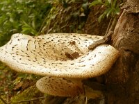 Polyporus squamosus 15, Zadelzwam, Saxifraga-Hans Grotenhuis