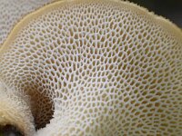 Polyporus tuberaster 6, Franjeporiezwam, Saxifraga-Luuk Vermeer