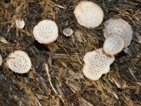 Poronia punctata 3, Grote speldenprikzwam, Saxifraga-Foto Fitis-Sytske Dijksen
