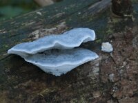 Postia caesia 2, Blauwe kaaszwam, Saxifraga-Willem van Kruijsbergen