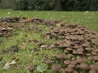 Psathyrella multipedata 4, Bundelfranjehoed, Saxifraga-Willem van Kruijsbergen