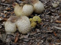 Pseudoboletus parasiticus 2, Kostgangerboleet, Saxifraga-Luuk Vermeer
