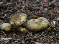 Pseudoboletus parasiticus 4, Kostgangerboleet, Saxifraga-Luuk Vermeer
