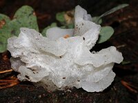 Pseudohydnum gelatinosum 14, Stekeltrilzwam, Saxifraga-Foto Fitis-Sytske Dijksen