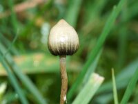 Psilocybe semilanceata