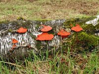 Pycnoporus cinnabarinus 10, Vermiljoenhoutzwam, Saxifraga-Hans Grotenhuis