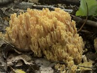Ramaria flavescens 12, Gelige koraalzwam, Saxifraga-Willem van Kruijsbergen