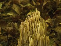 Ramaria stricta 14, Rechte koraalzwam, Saxifraga-Willem van Kruijsbergen