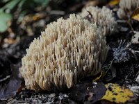 Ramaria stricta 27, Rechte koraalzwam, Saxifraga-Luuk Vermeer