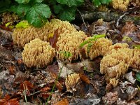 Ramaria stricta 36, Rechte koraalzwam, Saxifraga-Hans Grotenhuis