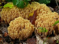 Ramaria stricta 37, Rechte koraalzwam, Saxifraga-Hans Grotenhuis