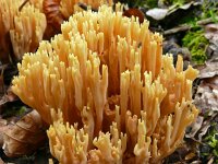 Ramaria stricta 39, Rechte koraalzwam, Saxifraga-Hans Grotenhuis