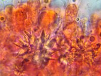 Resinicium bicolor 4, Kristaltandjeszwam, Micro, Saxifraga-Lucien Rommelaars