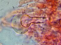 Resinicium bicolor 6, Kristaltandjeszwam, Micro, Saxifraga-Lucien Rommelaars