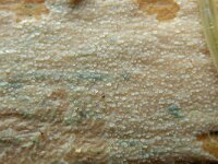 Resinicium bicolor 7, Kristaltandjeszwam, Saxifraga-Lucien Rommelaars