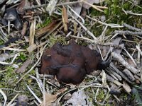 Rhizina undulata 5, Oliebolzwam, Saxifraga-Luuk Vermeer