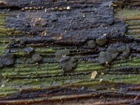 Rhizodiscina lignyota 9, Saxifraga-Lucien Rommelaars