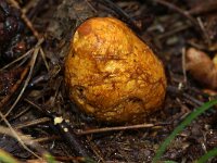 Rhizopogon luteolus 2, Okerkleurige vezeltruffel, Saxifraga-Foto Fitis-Sytske Dijksen