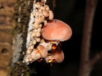 Rhodotus palmatus 4, Zalmzwam, Saxifraga-Foto Fitis-Sytske Dijksen