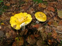 Russula claroflava 2, Gele berkenrussula, Saxifraga-Hans Grotenhuis