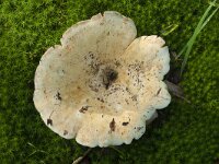 Russula delica