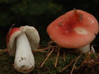 Russula luteotacta