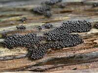 Ruzenia spermoides 3, Stronkruigkogeltje, Saxifraga-Luuk Vermeer