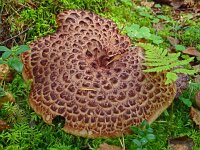 Sarcodon imbricatus 2, Geschubde stekelzwam. Saxifraga-Hans Grotenhuis