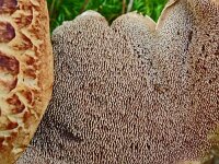 Sarcodon imbricatus 4, Geschubde stekelzwam. Saxifraga-Hans Grotenhuis