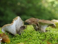 Sarcodon squamosus 2, Geschubde stekelzwam, Saxifraga-Luuk Vermeer