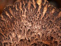 Sarcodon squamosus 3, Geschubde stekelzwam, Saxifraga-Foto Fitis-Sytske Dijksen