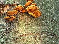 Sarcomyxa serotina, Olive Oysterling